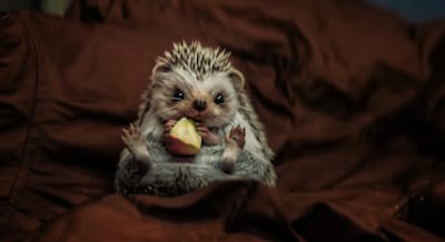 NPO zet vol in op kerstcommercials: twee blokken vol met premières rond Wie is de Mol?