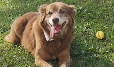 Hondje dat tien jaar bij graf van overleden baas leefde, zorgt voor nieuwe wet in Brazilië