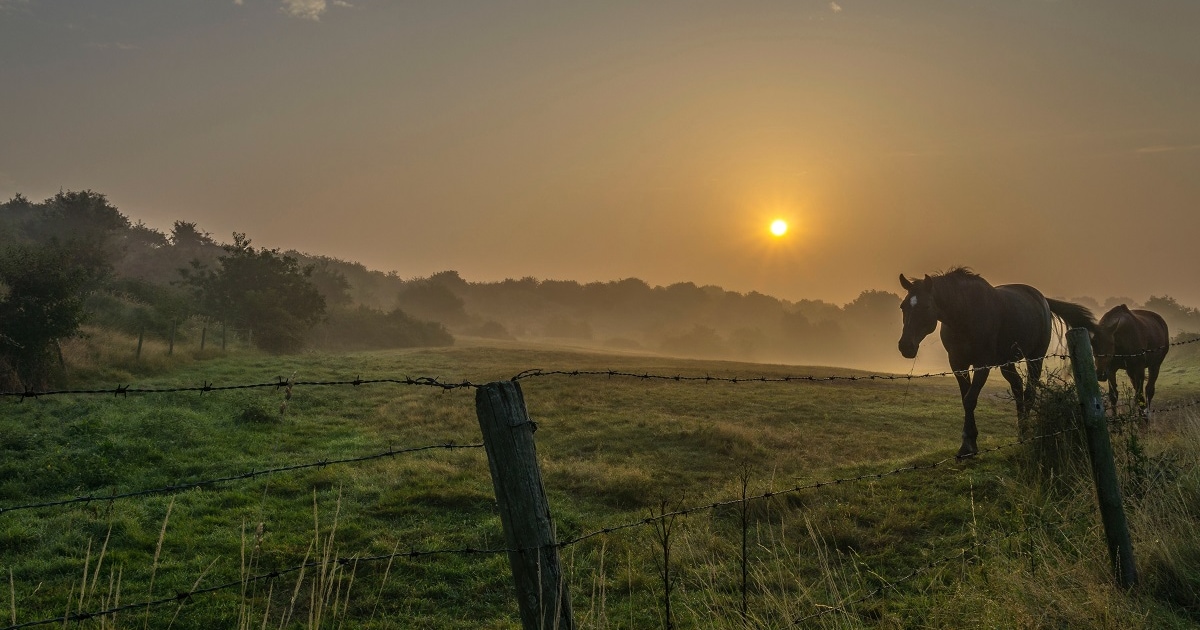 Hemelvaartsdag 2026: dit is er te doen in Ede