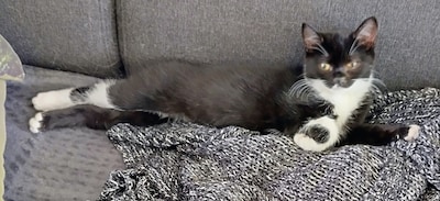 Heb jij Schuumke gezien? Dit huisdier wordt in Wageningen vermist