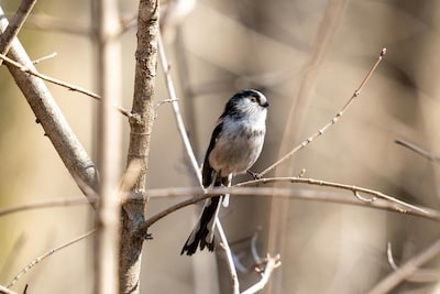 Vogelexcursie bij Rhederoord belooft uniek ochtendconcert