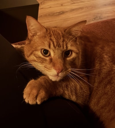 Heb jij Streepje gezien? Dit huisdier wordt in Utrechtse Heuvelrug vermist