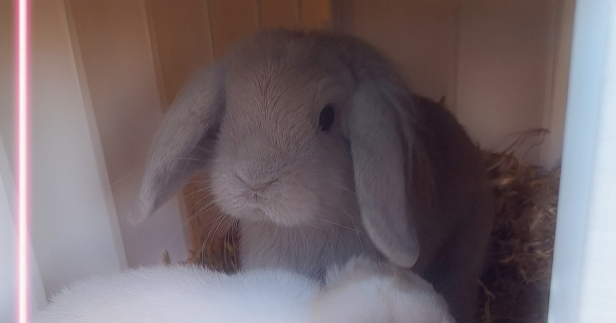 Heb jij Karamello gezien? Dit huisdier wordt in Barneveld vermist