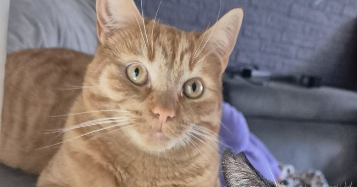 Heb jij Toon gezien? Dit huisdier wordt in Lingewaard vermist