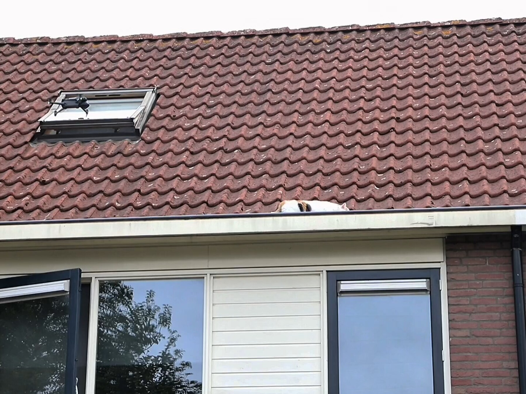 Drone redt kat die twee dagen vastzat op dak in Tiel