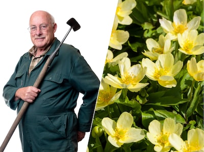 De bosanemoon groeit overal uitbundig en is een echte allemansvriend