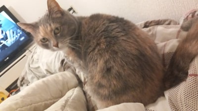 Heb jij Tuttie of Simba gezien? Deze twee huisdieren worden in Duiven vermist