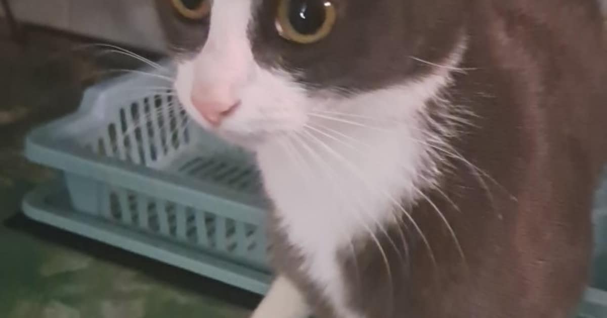 Heb jij Freya gezien? Dit huisdier wordt in Wijchen vermist