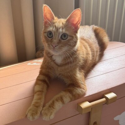 Heb jij Coco of Jill gezien? Deze twee huisdieren worden in Duiven vermist