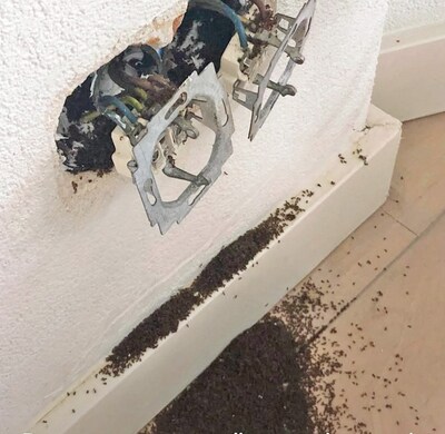 Via stopcontacten het huis in en niets kan ze stoppen: in Soestdijk worden ze stapelgek van ongekende miereninvasie