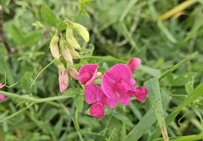 Cursus wilde planten determineren in Arnhem