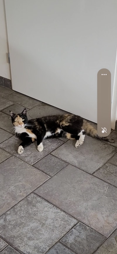 Heb jij Minoes gezien? Dit huisdier wordt in Winterswijk vermist