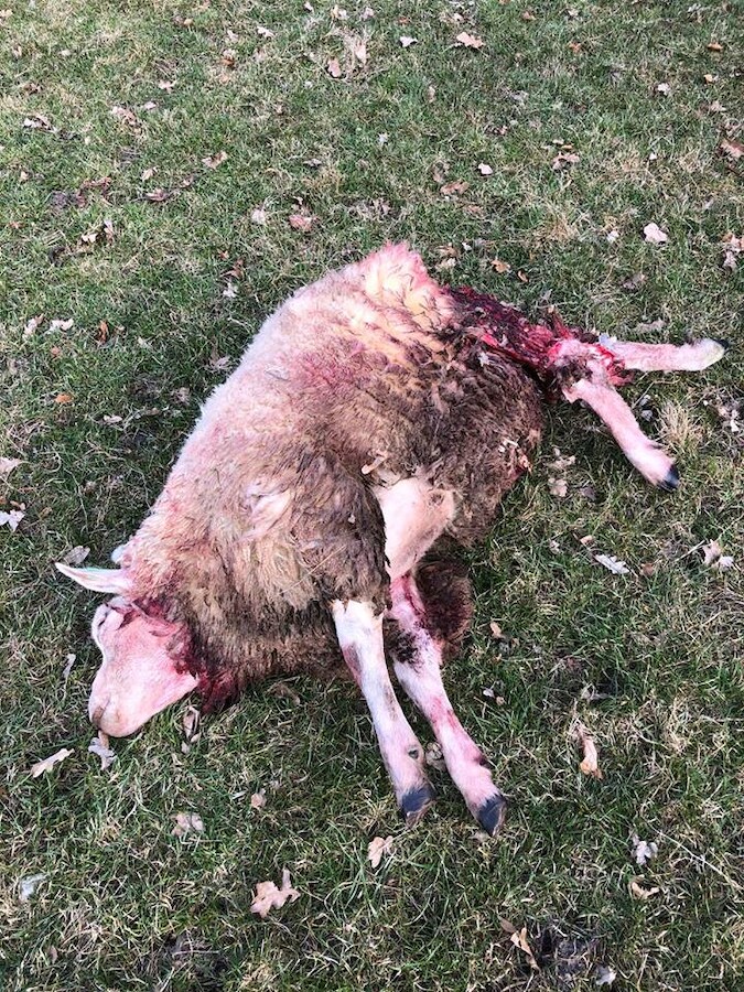 in-beckum-werden-eerder-dit-jaar-schapen-aangevallen-mogelijk-door-een-wolf-een-schaap-was-dood-een-schaap-ernstig-gewond