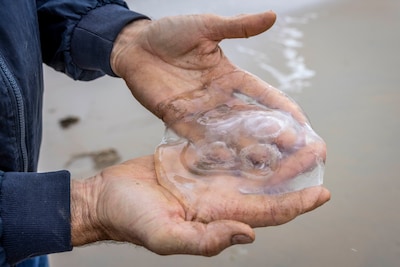 De Zeeuwse kust ligt vol kwallen, maar hoe gevaarlijk zijn ze echt?