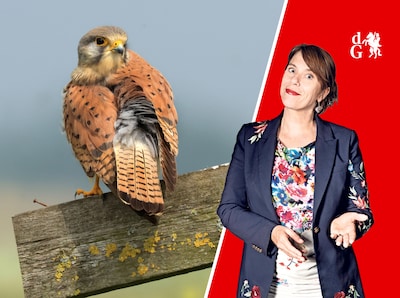 Vorig voorjaar werden in het Groene Hart en de Achterhoek 59 torenvalken gezenderd