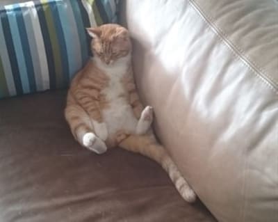 Heb jij Max of Binky gezien? Deze twee huisdieren worden in West Maas en Waal vermist