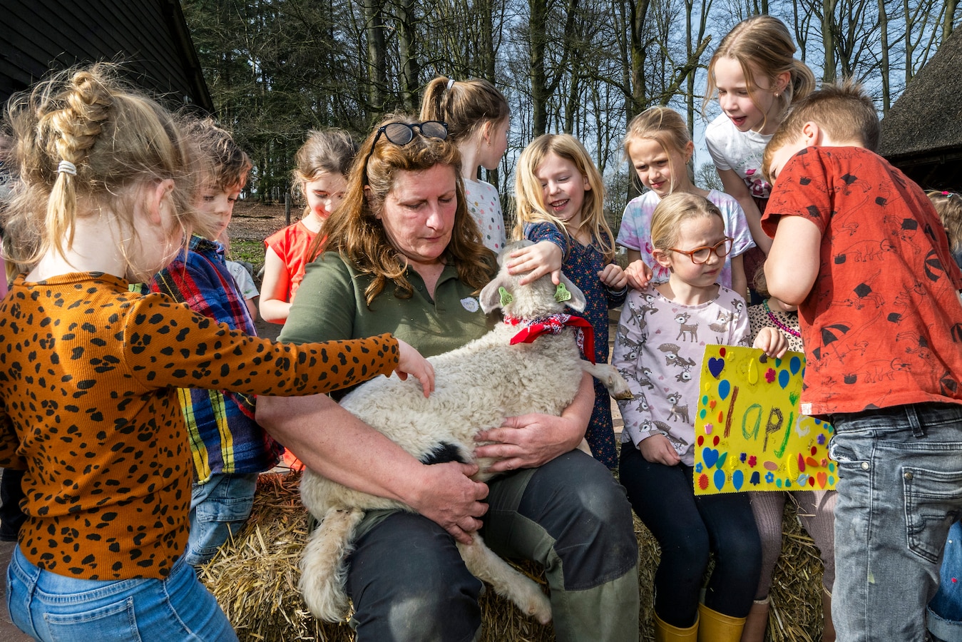 Na twee jaar verbanning naar het dorpshart van Rheden is Lammetjesdag ...