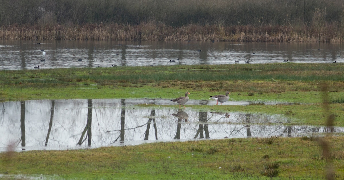 Natuurwandeling in De Vilt met IVN-gidsen.