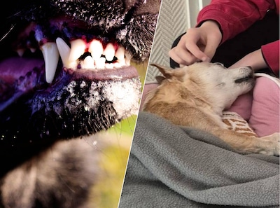 Hondje dood door aanval: overheid wil minder hondenbeten, dus komt er verplichte cursus voor elk nie