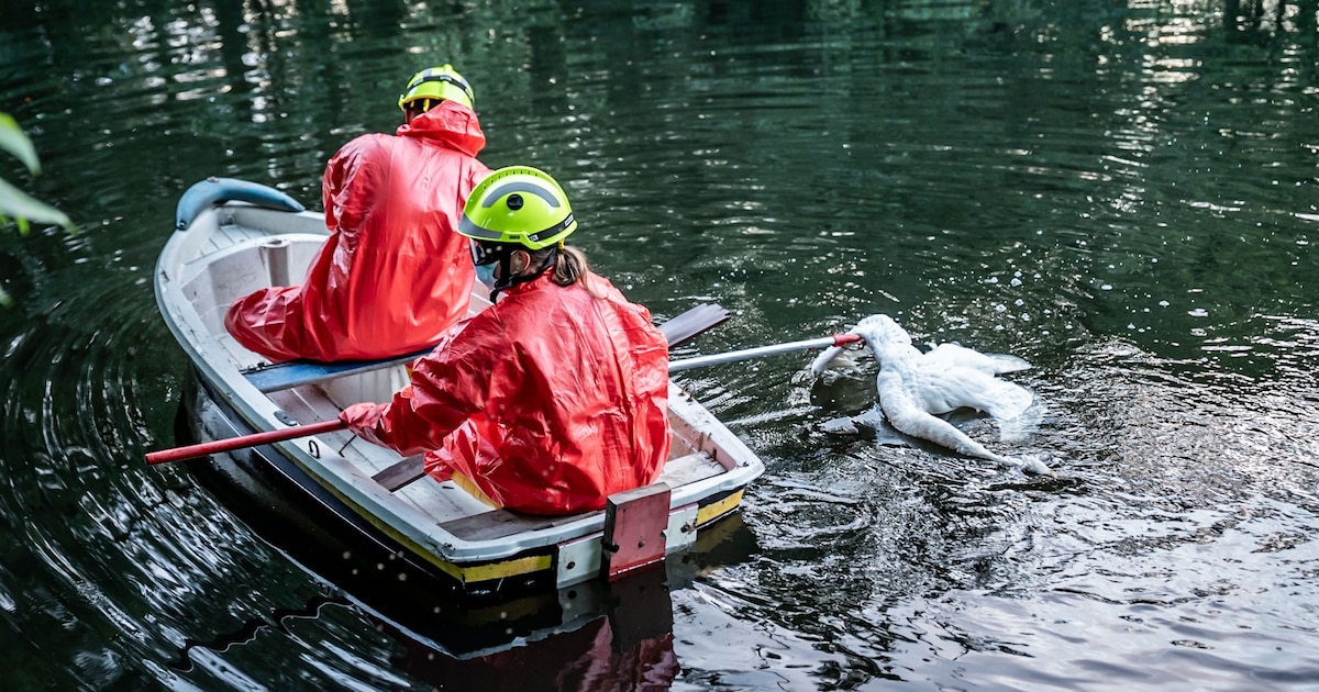 Hulpdiensten rukken uit voor zieke zwanen in Velp