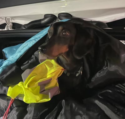 Hondje van de A2 gered: politie kon het beestje maar net ontwijken