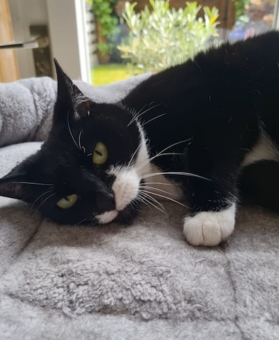 Heb jij Sofie, Bones of Whiskey gezien? Deze vier huisdieren worden in Ede vermist