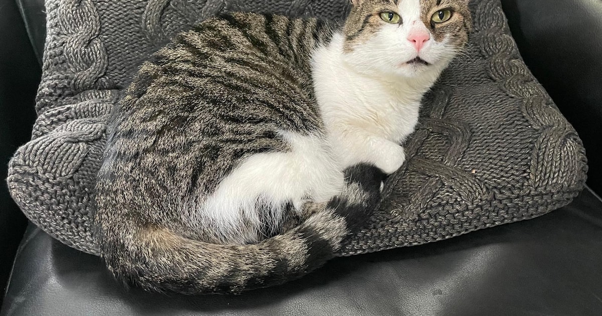 Heb jij Dirk gezien? Dit huisdier wordt in Aalten vermist