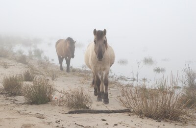 IVN houdt natuurexcursie in de Millingerwaard