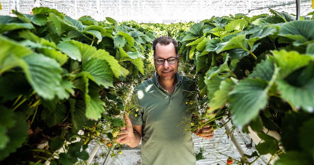 Aardbeienkoning Jan (39) wil zijn oogst van 8 miljoen kilo nog verdubbelen: 'Als ik aan iets begin, 
