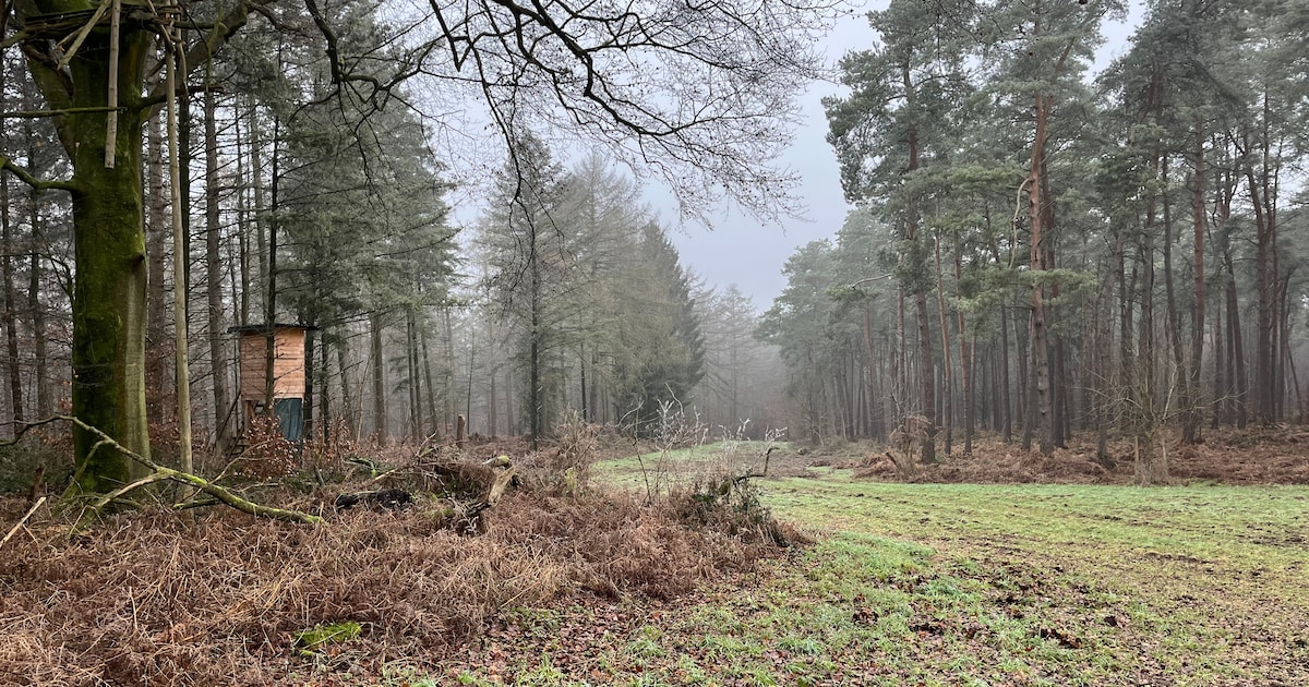 IVN natuurexcursie door Reichswald in Kranenburg