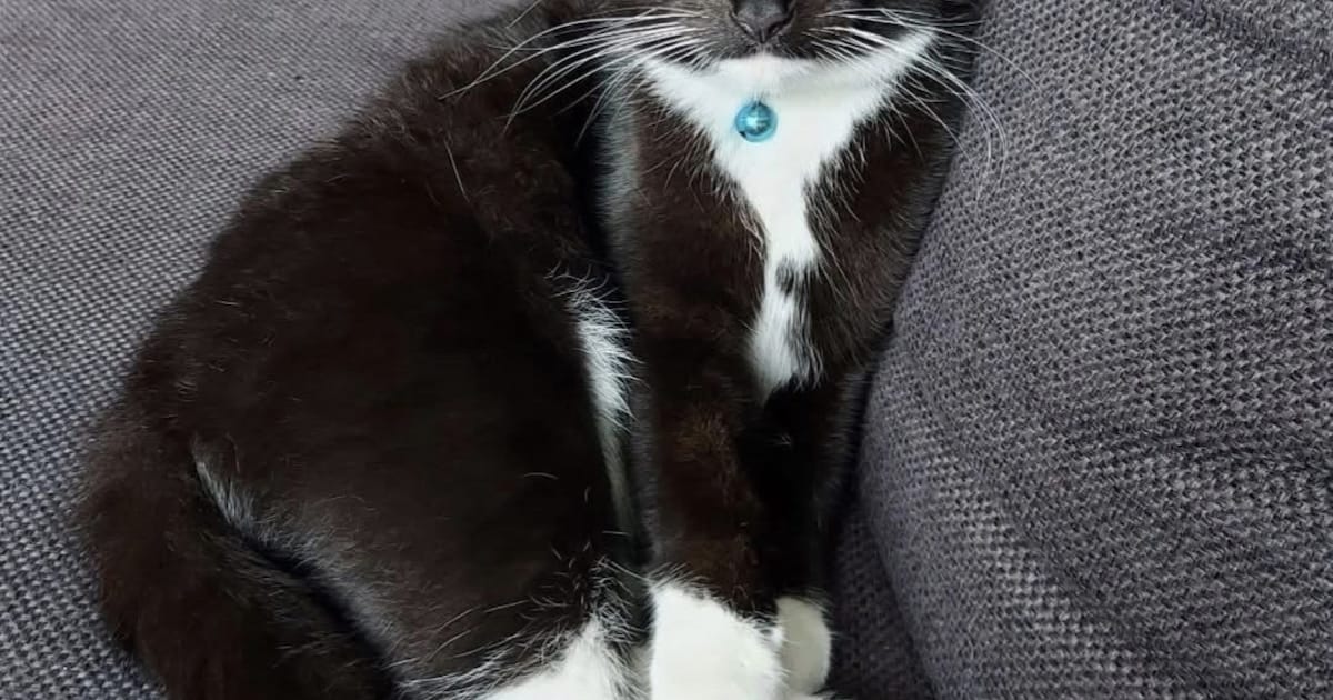 Heb jij Milo of Bowi gezien? Deze twee huisdieren worden in Lingewaard vermist