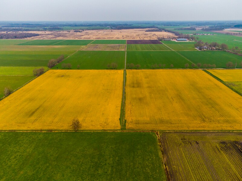Archieffoto. Een akker kleurt geel nadat het is bespoten met onkruidbestrijder glyfosaat