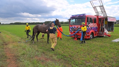 Opvallend aantal paarden in sloot beland tijdens hitte: ‘Zorg voor schaduw in weiland’
