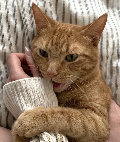 Heb jij Ted gezien? Dit huisdier wordt in Winterswijk vermist