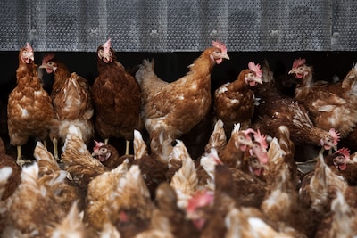 Vogelgriep vastgesteld bij pluimveebedrijf in Biddinghuizen: 55.000 kippen geruimd