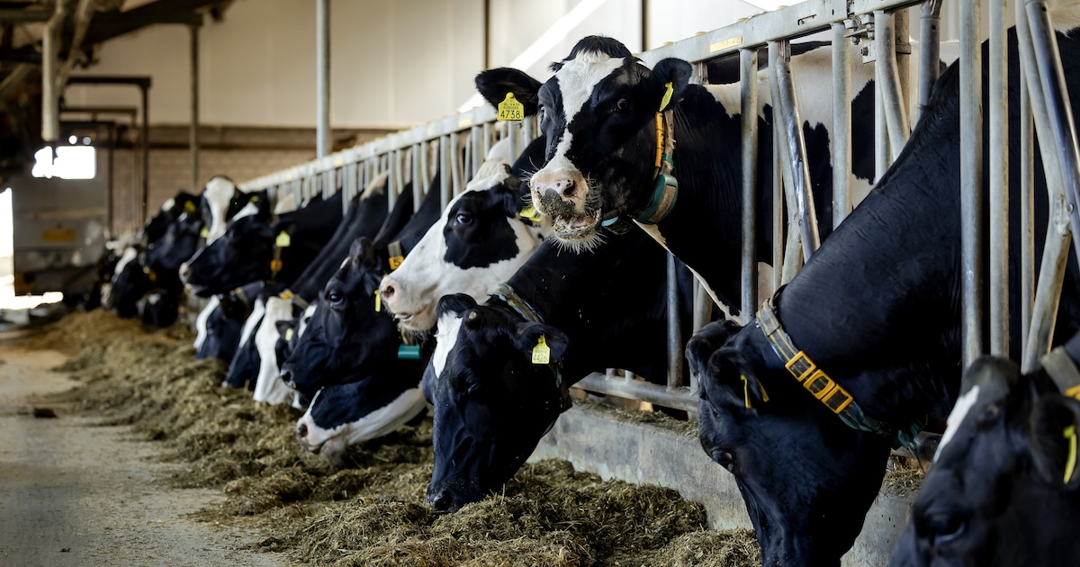 Mijn kleinkind vroeg: ‘Opa, bestaat er ook een manier om het vlees van de koe te krijgen, zonder haa