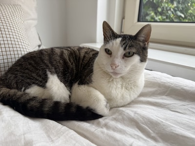 Heb jij Neptunus of Dagmar gezien? Deze twee huisdieren worden in Buren vermist