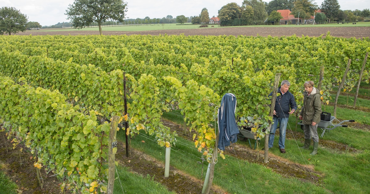 De Heikant stopt met wijn maken: ‘Er ging altijd wel wat mis met de oogst’