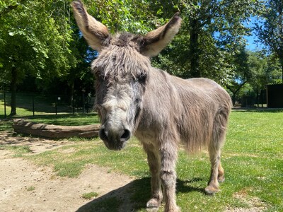 Spiegelbeesten speelt ‘De Ezelprins’ in kasteel Doorwerth