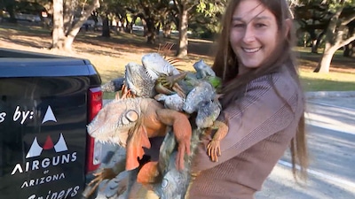 Het regent leguanen door uitzonderlijke kou in Florida: ‘Je kunt ze oprapen alsof het paaseieren zijn’