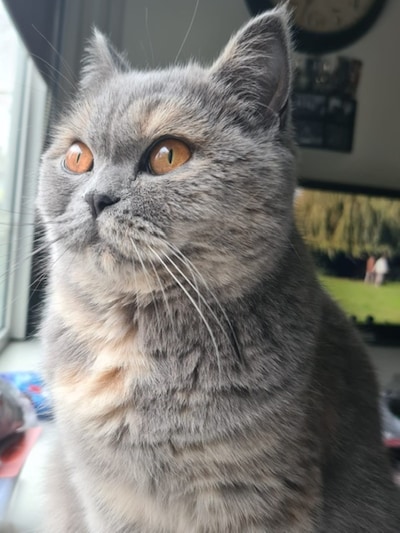 Heb jij Nala of Sven gezien? Deze twee huisdieren worden in Rheden vermist
