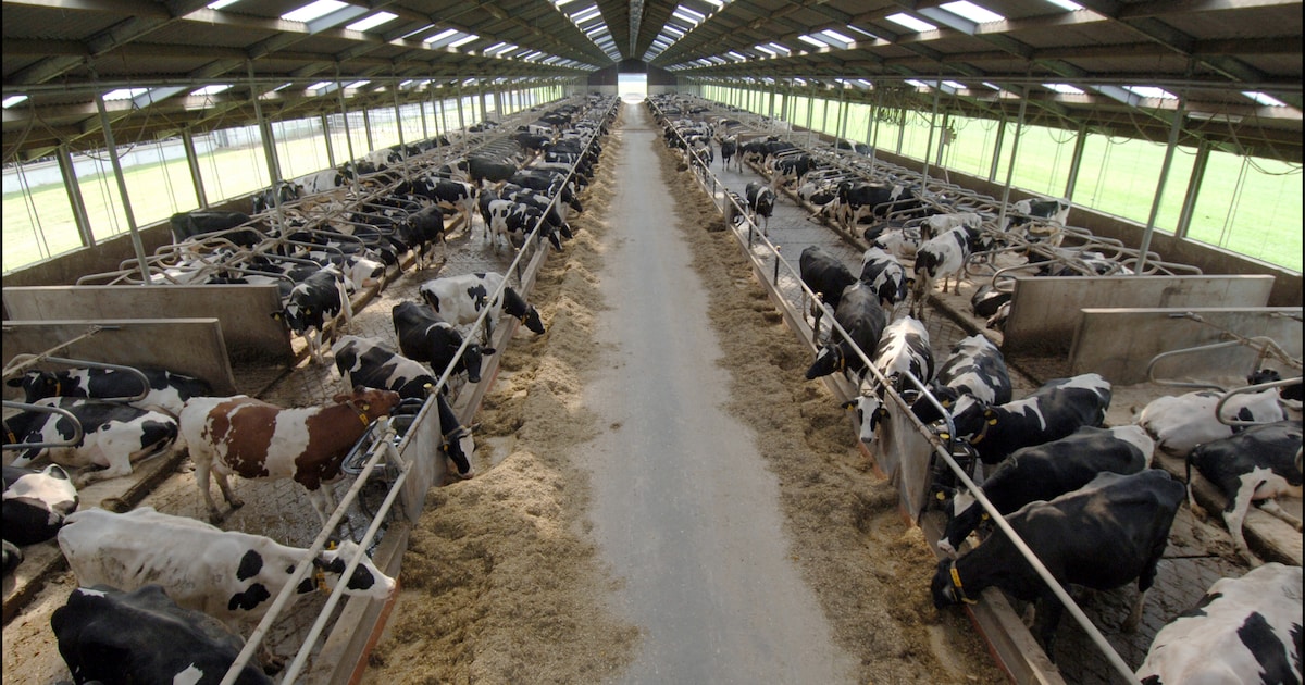 Grootste melkveebedrijf van Nederland failliet verklaard: ‘We hoorden het via de media’