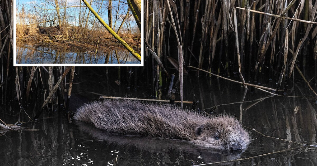 Familie bevers knaagt zich een weg door Den Dungen