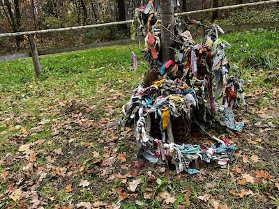 Kaalgeplukte Osse wensboom heeft verassende daders: ‘Een vervelende vergissing’