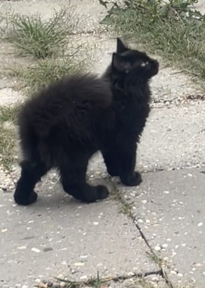 Heb jij Gijsje of Lola gezien? Deze twee huisdieren worden in Overbetuwe vermist