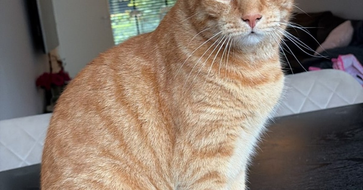 Heb jij Frits of Neo gezien? Deze twee huisdieren worden in Barneveld vermist