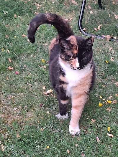 Heb jij Mia of Cici gezien? Deze twee huisdieren worden in Tiel vermist