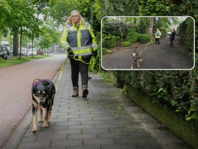 Kat kwijt? Annet en haar honden doen er alles aan om je huisdier terug te vinden