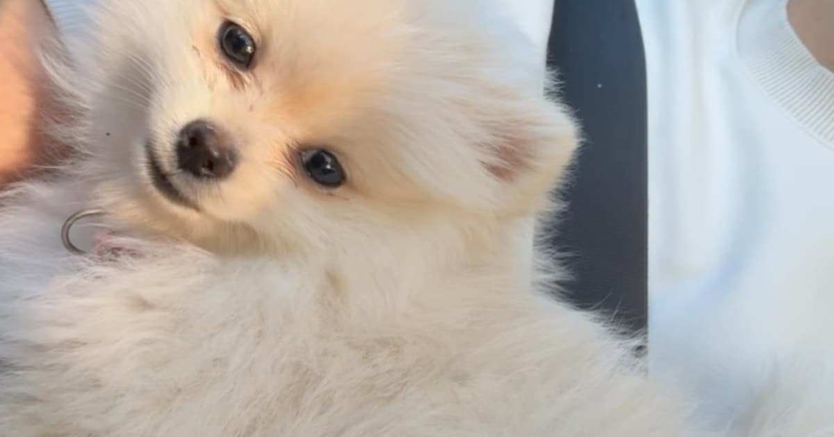 Heb jij Bella gezien? Dit huisdier wordt in Renswoude vermist