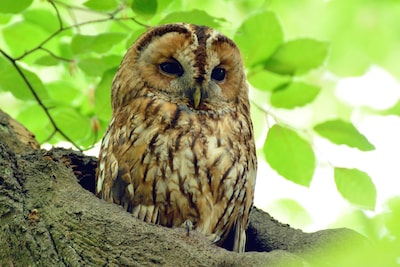 Vogelsafari op Veluwezoom voor gezinnen
